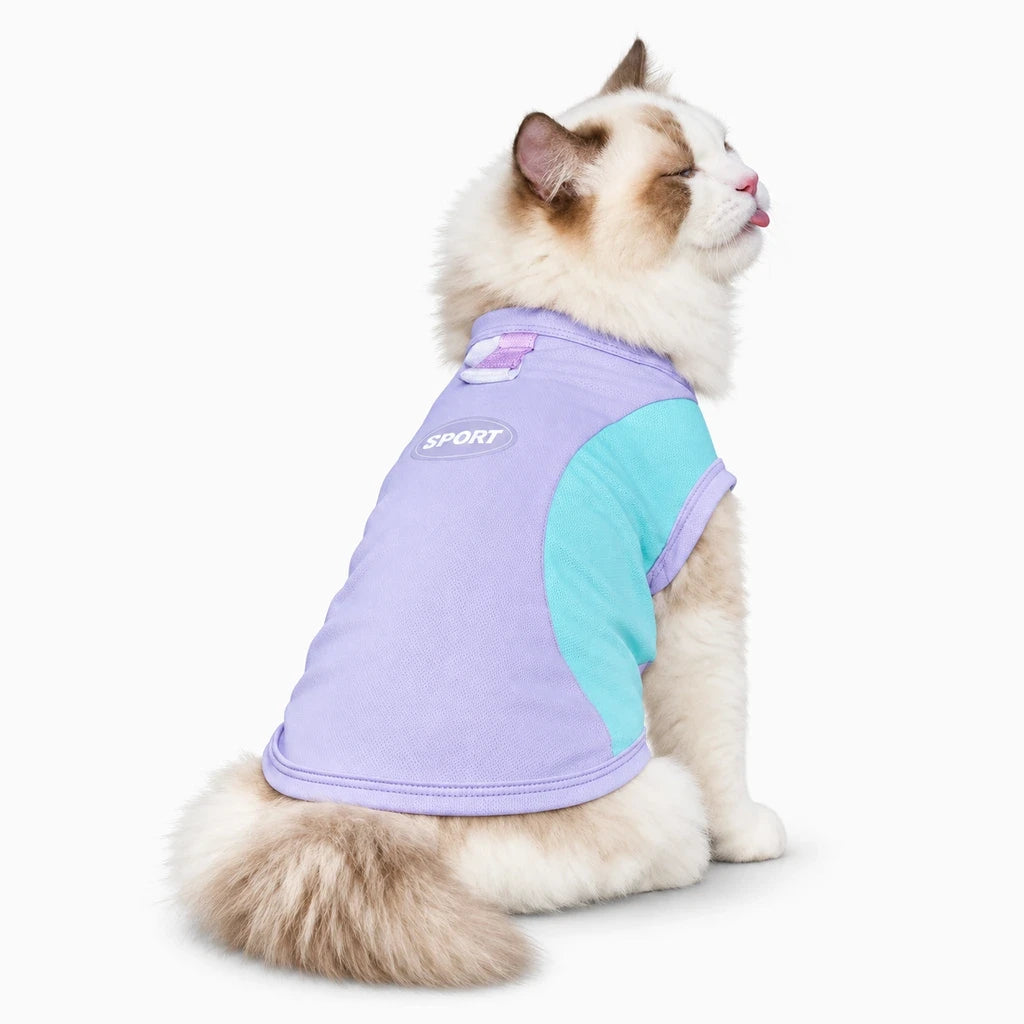 Chien portant gilet rafraîchissant pendant une randonnée ensoleillée, protection solaire dorsale