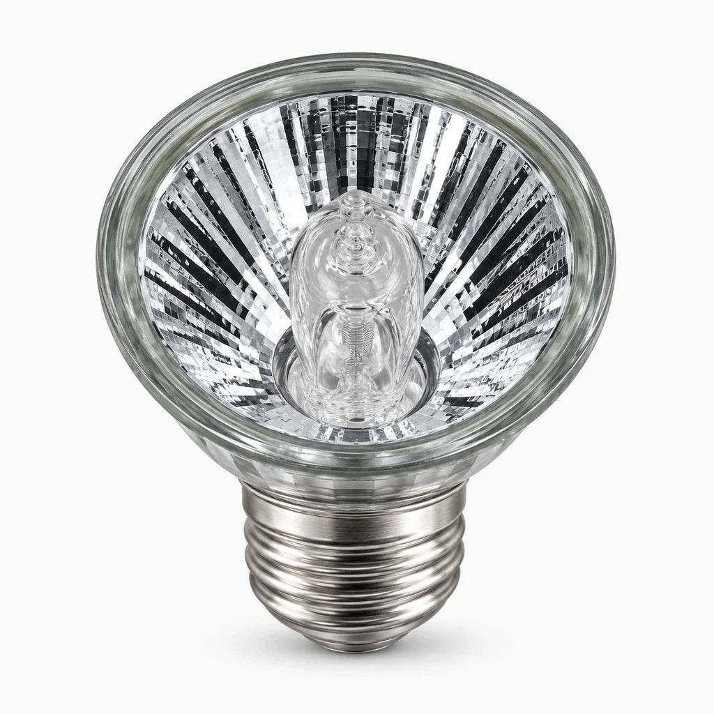 Lampe tortue – 4