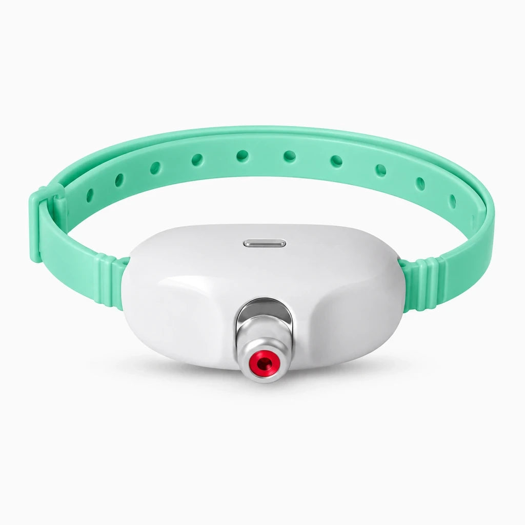 Dispositif laser chats équipé d'une attache collier pour jeu interactif continu